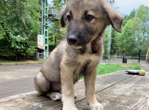 Puppy Kahdi herder kruising