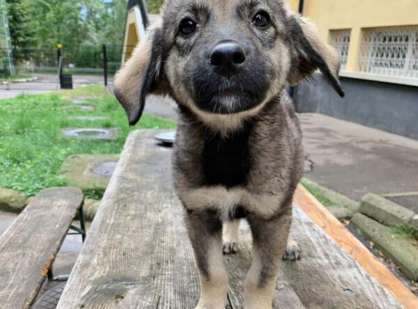 Puppy Kikki herder mixje