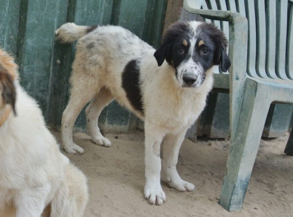 Pup Mike wordt een grote hond