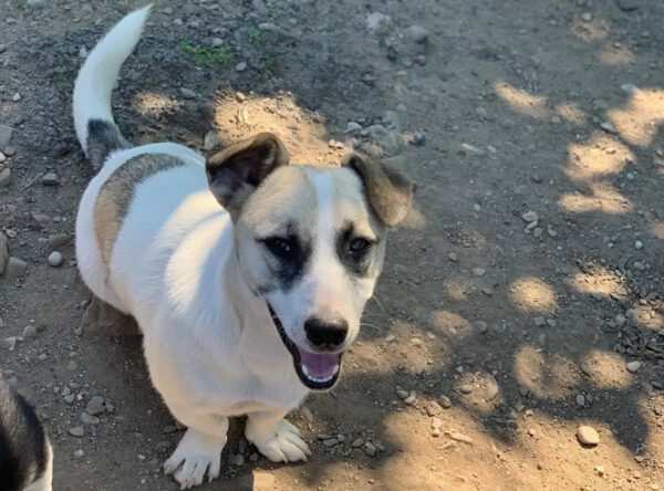 Ralphy hondje uit Roemenië