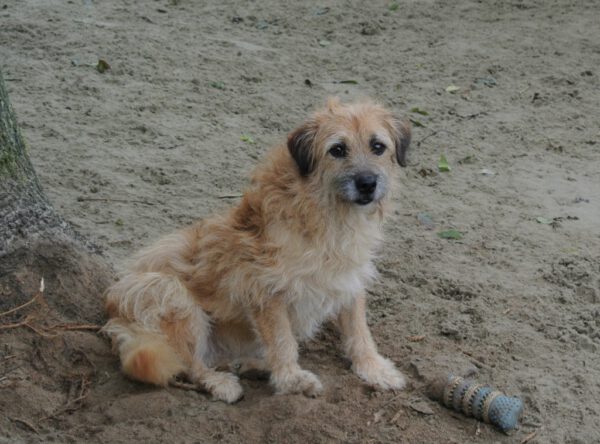 Lieve Tzitzi schattig hondje