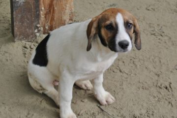Pup Dani kruising beagle