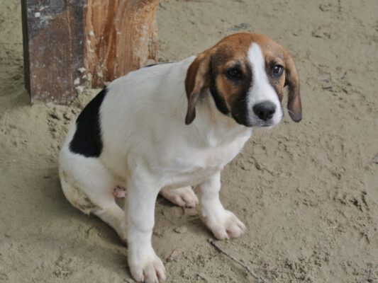 Pup Dani kruising beagle