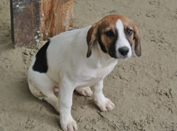 Pup Dani kruising beagle