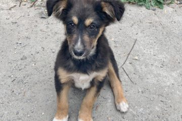 Pup Denver gevonden op straat