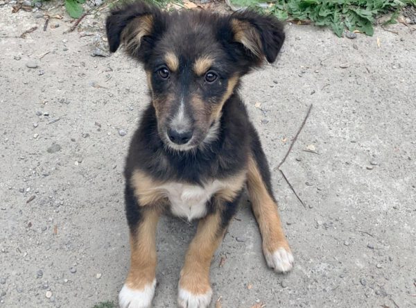 Pup Denver gevonden op straat