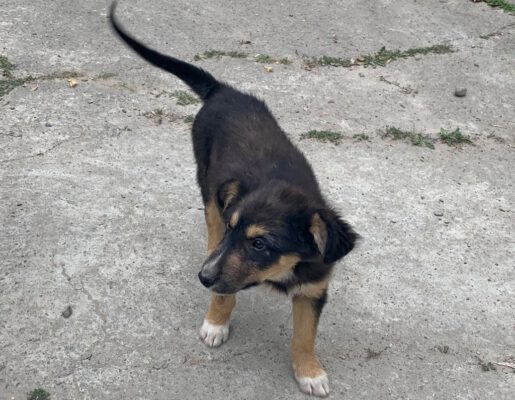 Pup Denver gevonden op straat