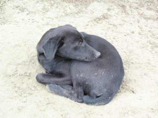 Dexter slank zwart hondje