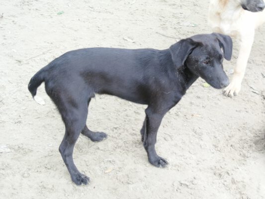 Dexter slank zwart hondje