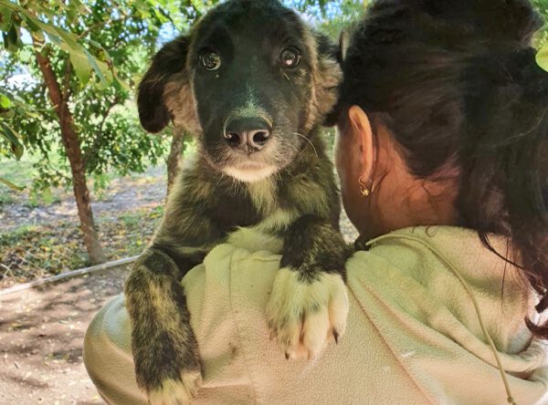 Puppy Frida met donker gestreept velletje