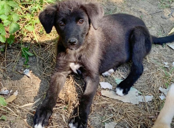 Puppy Macy zwart teefje