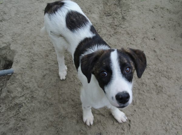 Pup Manfy leuk gevlekt hondje