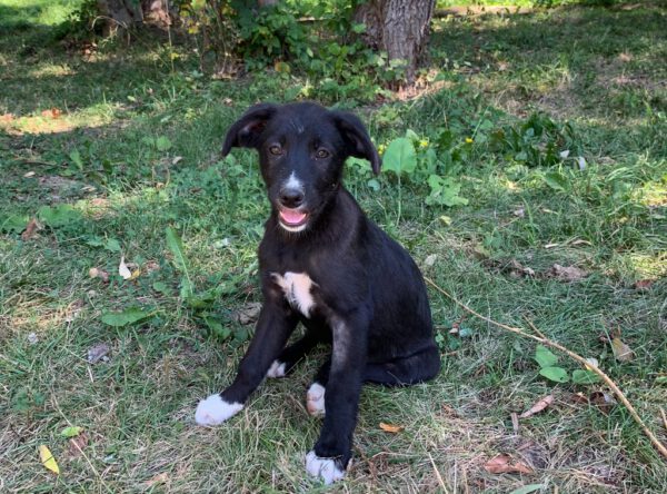 Puppy Miley op zoek naar baasjes