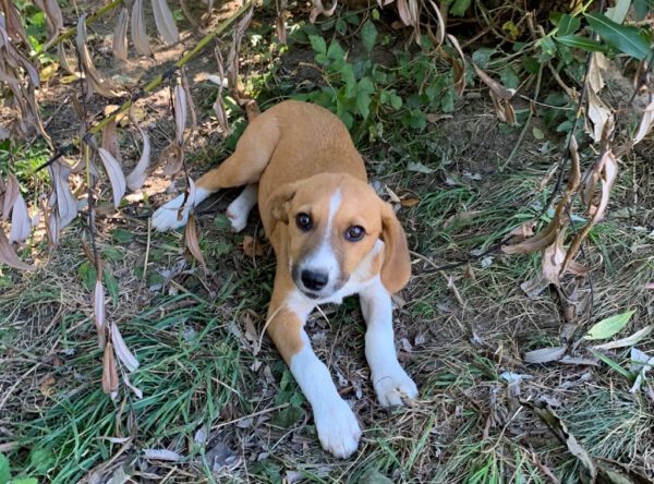 Puppy Nala prachtig hondje