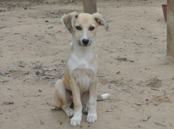 Puppy Nikki mooi meisje