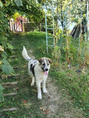 Pup Fritz in de tuin