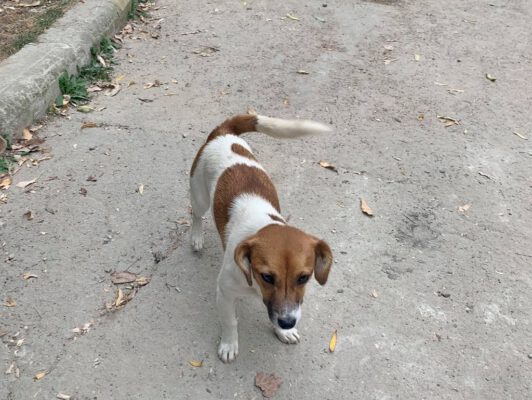 Hondje Ilia gevonden op straat