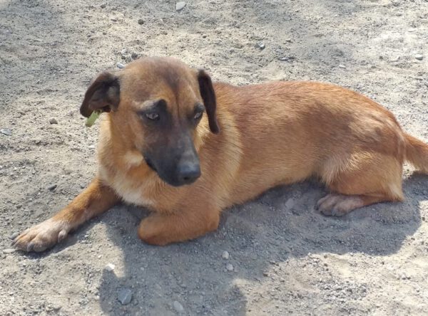 Lara klein hondje zoekt baasje