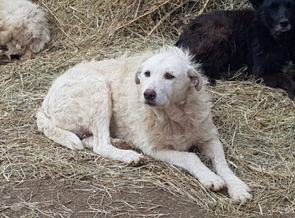 Laura witte kudde waakhond