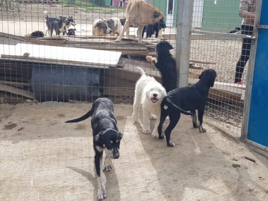 Pups in het buitenverblijf in het asiel
