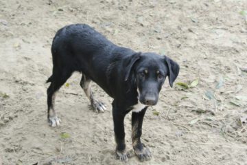 Pup Rocky zwarte hond