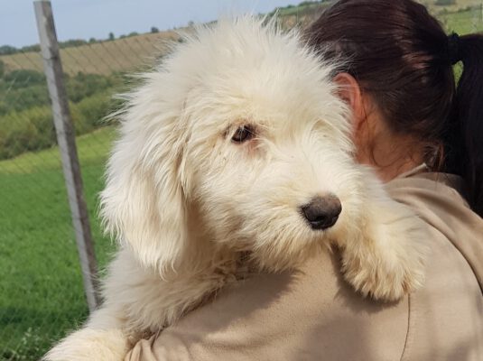Pup Rona Roemeense Mioritic herdershond