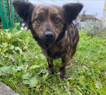 Barbel klein hondje uit Roemenië