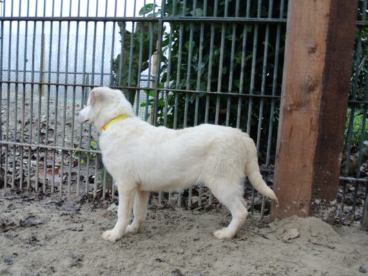 Pup Candy witte herder mix