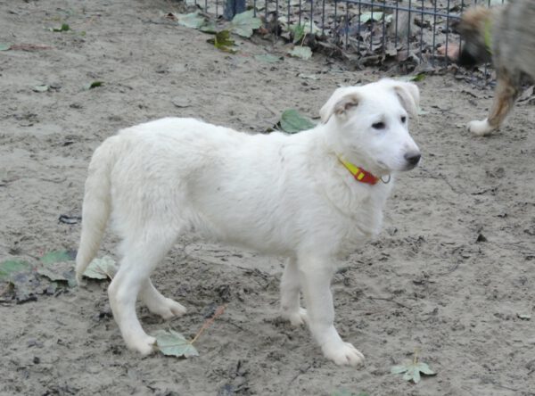 Pup Candy witte herder mix