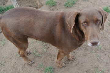 Carolina chocolade bruine hond