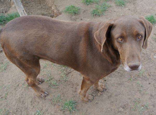 Carolina chocolade bruine hond