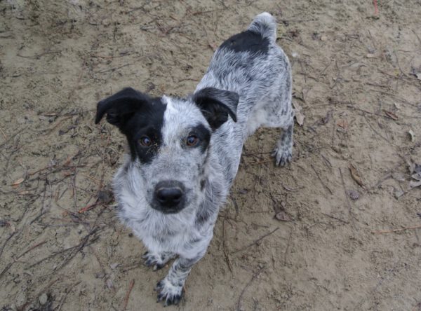 Pup Potyi gevlekt hondje