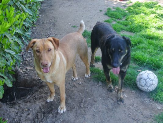 Lola en Pedro twee lieve honden