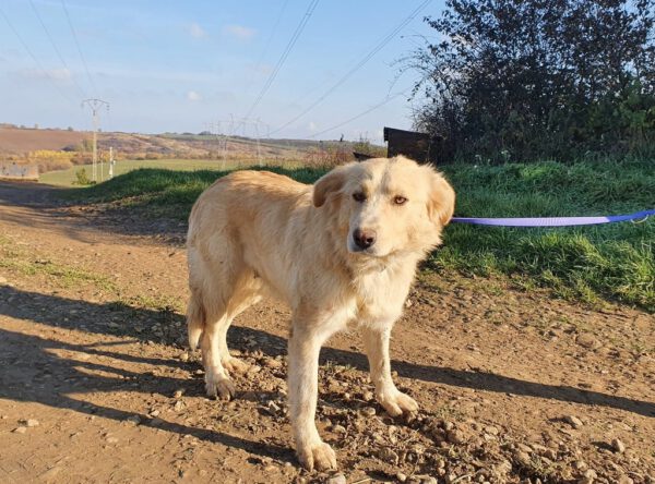 Luiza blonde retriever mix