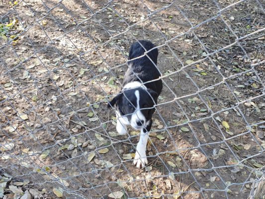 Pup Ronan achter het hek