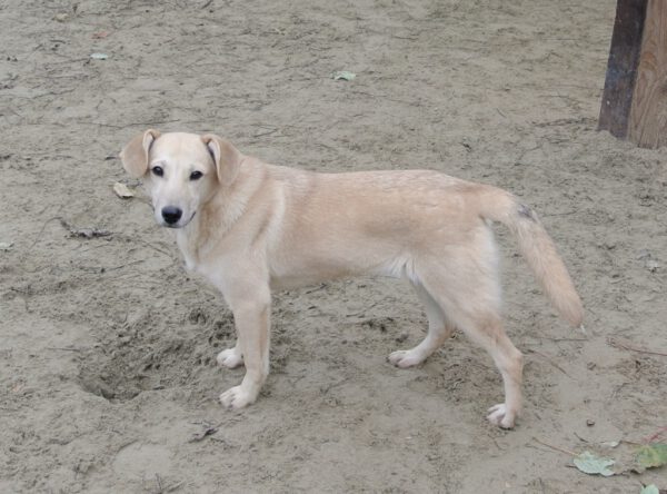 Pup Valerie vrolijk blondje