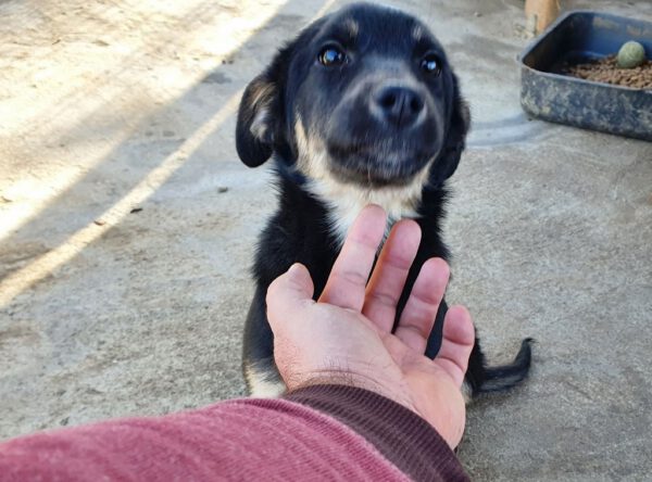 Snoetje van puppy Darko