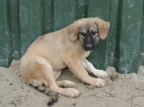 Pup Jayla blonde mix