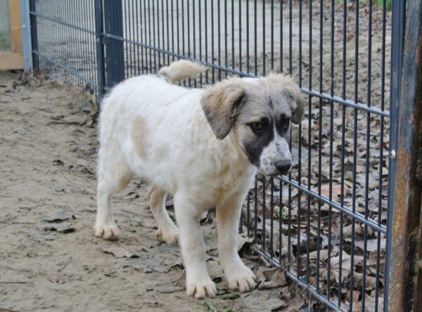 Puppy Jill wit met donker snoetje