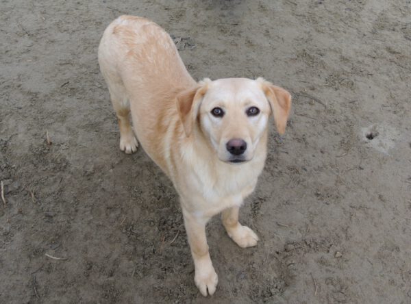 Lara mooie labrador kruising