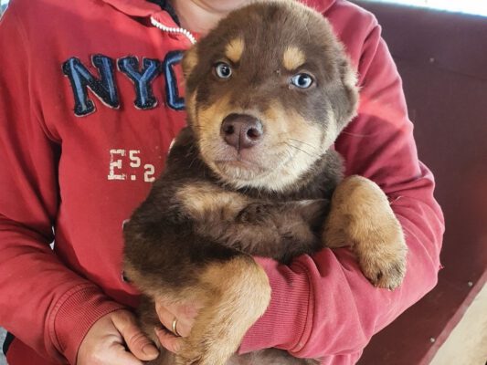 Puppy Arno met blauwe oogjes