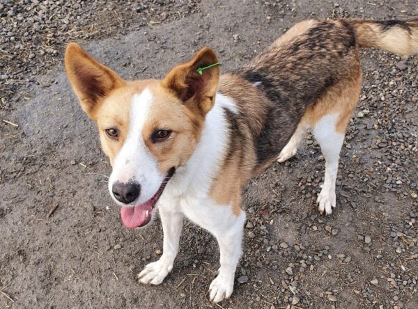 Heidi mooie hond met eigenwijze oren