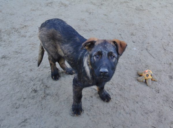 Pup Marko in opvang