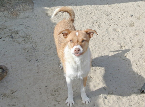 Bentley met gebroken pootje