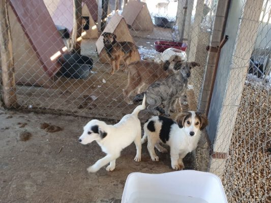 Puppies in het asiel