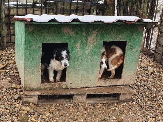 Puppies in het asiel in Roemenië