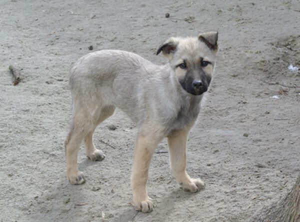 Puppy Tina prachtig kleintje