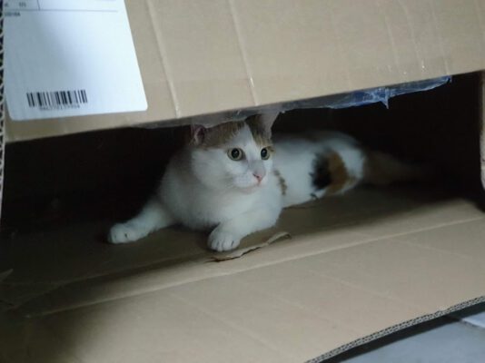 Poes Toshi verstopt in doos