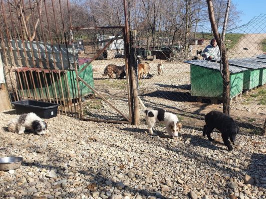 Puppies in het asiel van SOS Dogs