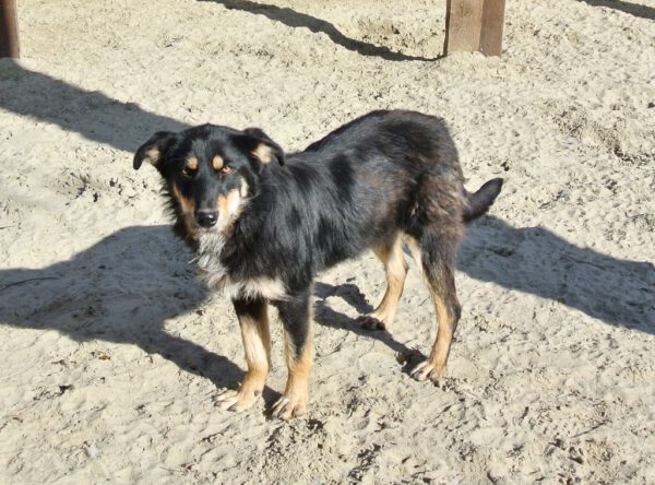 Fleurtje leuke jonge hond